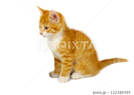 Red cat Red cat 122380395