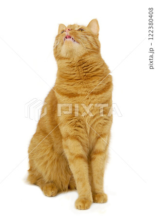 Red cat Red cat 122380408