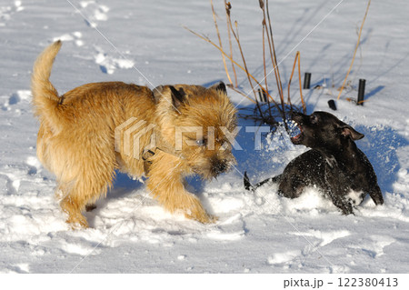 fighting dogs 122380413