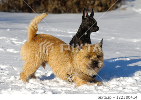 Two dogs in snow 122380414