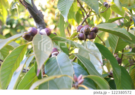 アラカシの実 アラカシの実 122380572