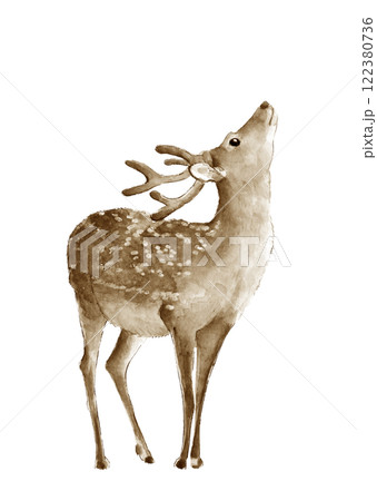 水彩で描いた上を向く若い雄鹿【手描き】イラスト素材 白バック 透過背景 コピースペースあり 122380736