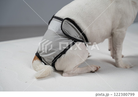 Jack Russell Terrier dog sits on bed in reusable diapers.  122380799