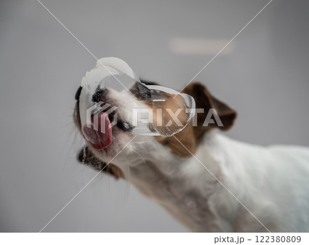 Jack Russell Terrier dog licking transparent glass on white background. Jack Russell Terrier dog licking transparent glass on white background. 122380809