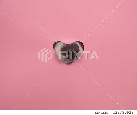 A dog's nose sticks out of a pink cardboard background. A hole in the shape of a heart. 122380928