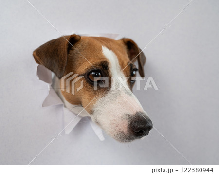 A funny Jack Russell Terrier dog sticks out from a light gray cardboard background. Copy space. A funny Jack Russell Terrier dog sticks out from a light gray cardboard background. Copy space. 122380944