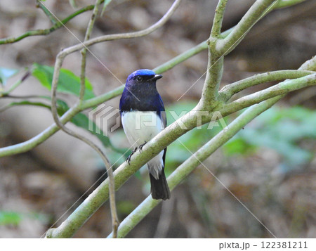 青い背中で美しい声で鳴く夏鳥オオルリの雄 122381211