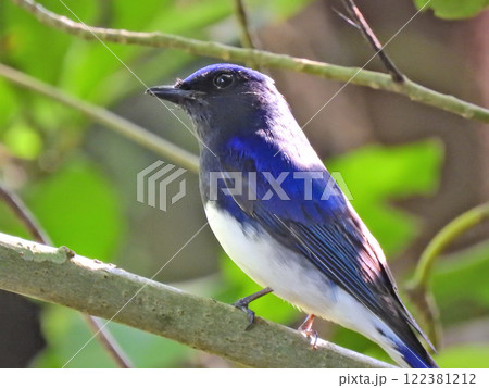 青い背中が美しい夏鳥オオルリの雄 122381212