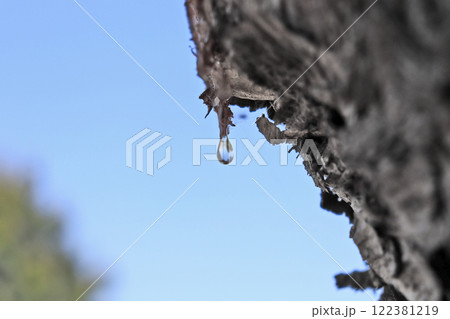 常緑高木のクロマツから分泌された透明の美しい松ヤニ 常緑高木のクロマツから分泌された透明の美しい松ヤニ 122381219