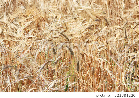 黄金色に輝く収穫前の麦畑 122381220
