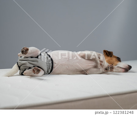Jack Russell Terrier dog lying on bed in reusable diapers. Jack Russell Terrier dog lying on bed in reusable diapers. 122381248