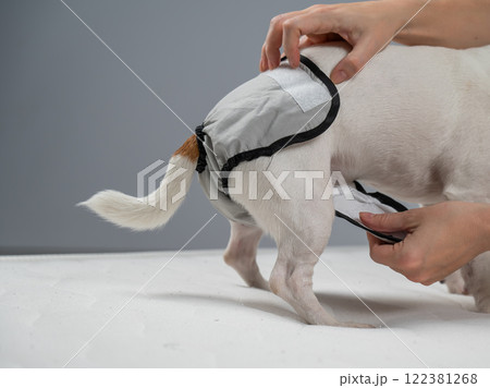 Caucasian woman puts panties on a dog. Caucasian woman puts panties on a dog. 122381268