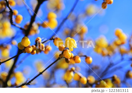 黄色いロウバイの花 122381311