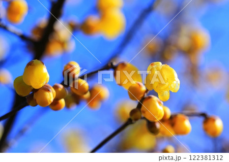 黄色いロウバイの花 122381312