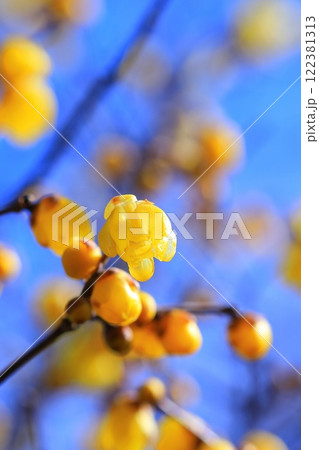 黄色いロウバイの花 122381313