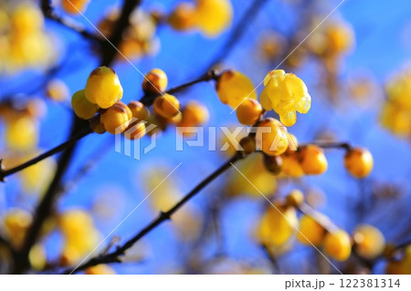 黄色いロウバイの花 122381314