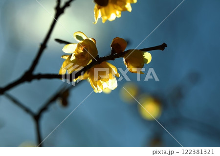 黄色いロウバイの花 122381321