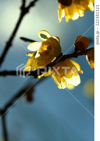 黄色いロウバイの花 122381323