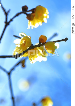 黄色いロウバイの花 122381325