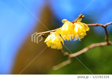 黄色いロウバイの花 122381328