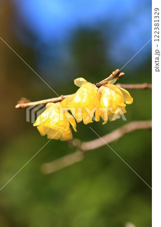 黄色いロウバイの花 122381329