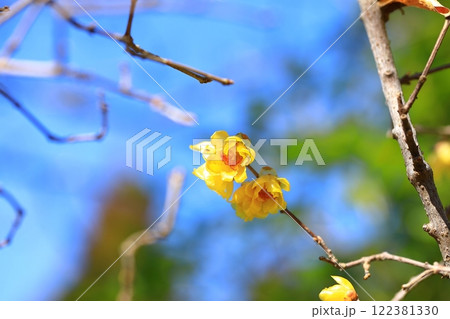 黄色いロウバイの花 122381330