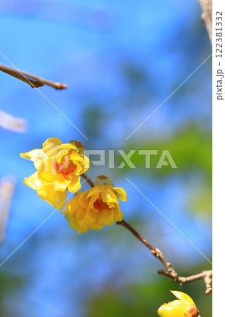 黄色いロウバイの花 122381332