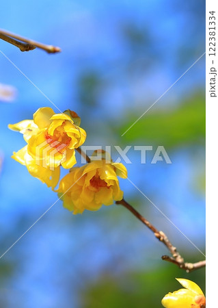 黄色いロウバイの花 122381334