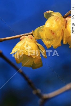 黄色いロウバイの花 122381338