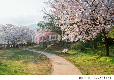 cherry sakura blossom tunnel at spring in Ureshino onsen park cherry sakura blossom tunnel at spring in Ureshino onsen park 122381474