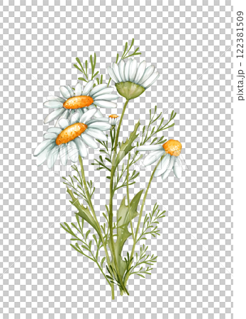Floral bouquet of daisies. Hand drawn illustration of daisy buds with greenery. 122381509
