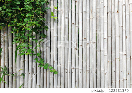 White bamboo wall with green ivy climber plant decor White bamboo wall with green ivy climber plant decor 122381579