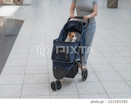 A Caucasian woman walks along the mall with her Jack Russell Terrier dog in a stroller. A Caucasian woman walks along the mall with her Jack Russell Terrier dog in a stroller. 122381592