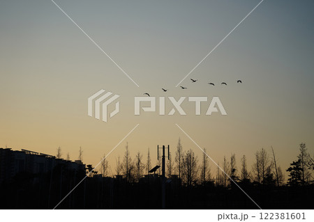 Migratory birds flying in the sky over the city at sunset 122381601