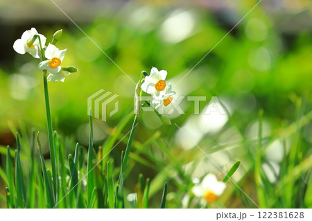 花公園に咲く水仙の花 花公園に咲く水仙の花 122381628
