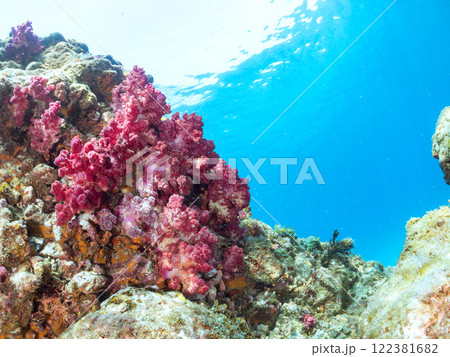 ウミトサカ、イボヤギ、イソバナ、ストロベリーサンゴ、カイメン他ソフトコーラルが群生する岩礁, ヒリゾ ウミトサカ、イボヤギ、イソバナ、ストロベリーサンゴ、カイメン他ソフトコーラルが群生する岩礁, ヒリゾ 122381682