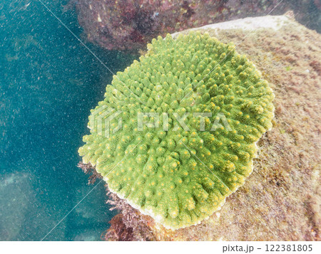美しい巨大なエンタクミドリイシ（ミドリイシ科）の群生。静岡県伊豆半島賀茂郡南伊豆町中木ヒリゾ浜 122381805