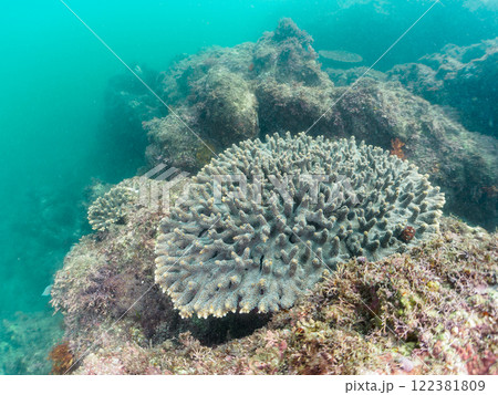 美しい巨大なエンタクミドリイシ(ミドリイシ科)の群生。静岡県伊豆半島賀茂郡南伊豆町中木ヒリゾ浜 美しい巨大なエンタクミドリイシ(ミドリイシ科)の群生。静岡県伊豆半島賀茂郡南伊豆町中木ヒリゾ浜 122381809