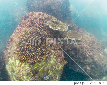 美しい巨大なエンタクミドリイシ（ミドリイシ科）の群生。静岡県伊豆半島賀茂郡南伊豆町中木ヒリゾ浜 122381813