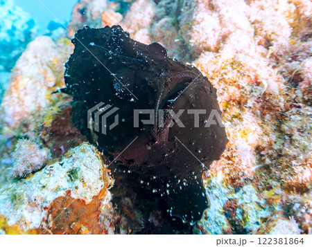 エスカを振って魚を呼び寄せて狩る、巨大なオオモンカエルアンコウ。 伊豆半島賀茂郡南伊豆町中木ヒリゾ浜 122381864