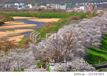 【京都府】桜が満開の背割堤の眺望 122381901