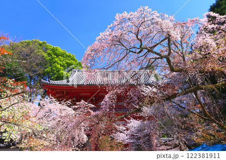 【京都府】桜が満開の醍醐寺（仁王門） 122381911