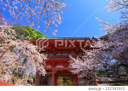 【京都府】桜が満開の醍醐寺（仁王門） 122381912