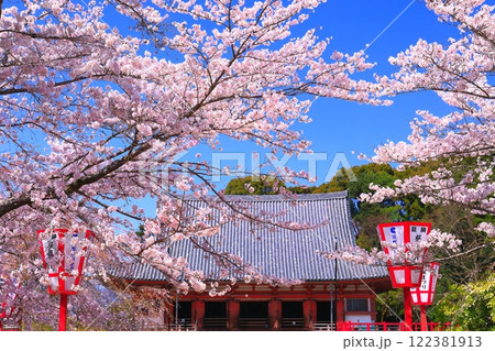 【京都府】桜が満開の醍醐寺(金堂) 【京都府】桜が満開の醍醐寺(金堂) 122381913