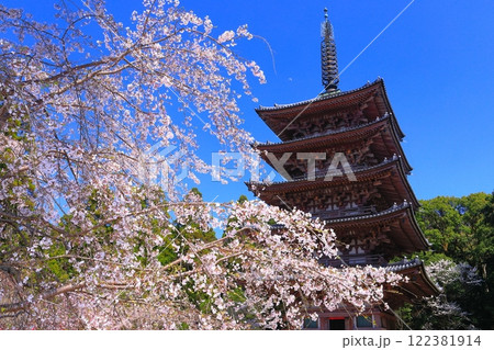 【京都府】桜が満開の醍醐寺（五重塔） 122381914