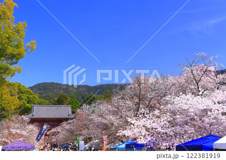 【京都府】桜が満開の醍醐寺(仁王門) 【京都府】桜が満開の醍醐寺(仁王門) 122381919