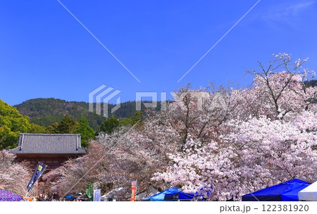 【京都府】桜が満開の醍醐寺(仁王門) 【京都府】桜が満開の醍醐寺(仁王門) 122381920