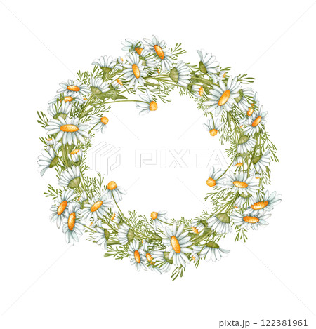 Chamomile wreath isolated on white. Hand painted herb rustic illustration for cards, packages, labels and logo decor and design. 122381961