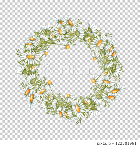 Chamomile wreath isolated on white. Hand painted herb rustic illustration for cards, packages, labels and logo decor and design. 122381961