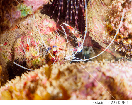水中洞窟にいる美しいオトヒメエビ(オトヒメエビ科)のペア。静岡県伊豆半島賀茂郡南伊豆町中木ヒリゾ浜 水中洞窟にいる美しいオトヒメエビ(オトヒメエビ科)のペア。静岡県伊豆半島賀茂郡南伊豆町中木ヒリゾ浜 122381966